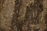 Polished Petrified Tropical Hardwood Slab - Texas #236515-1